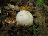 Amanita peckiana image