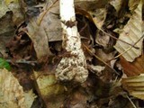 Amanita peckiana image