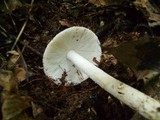 Amanita peckiana image