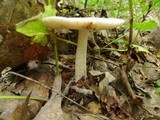 Amanita peckiana image