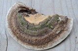 Perenniporia ellisiana image