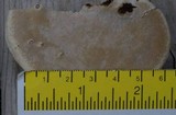 Perenniporia ellisiana image