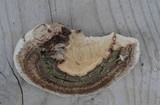 Perenniporia ellisiana image