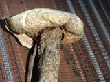 Battarrea phalloides image