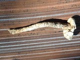 Battarrea phalloides image