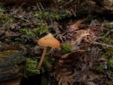 Entoloma quadratum image