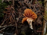 Entoloma quadratum image