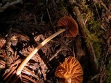 Entoloma quadratum image
