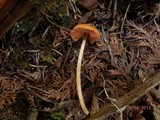 Entoloma quadratum image