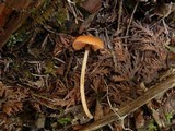 Entoloma quadratum image