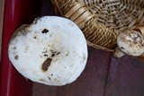 Lactarius piperatus image