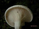 Clitopilus prunulus image