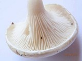 Clitopilus prunulus image