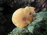 Tricholomopsis decora image