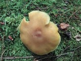 Tricholomopsis decora image