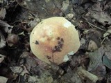 Russula olivacea image