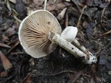 Entoloma albogriseum image