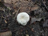 Entoloma albogriseum image