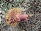 Phylloporus rhodoxanthus image