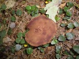 Phylloporus rhodoxanthus image