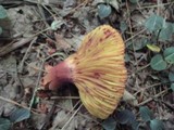 Phylloporus rhodoxanthus image