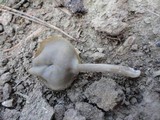 Helvella pezizoides image