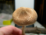 Lepiota pseudohelveola image