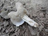 Helvella lacunosa image