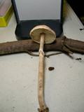Lepiota pseudohelveola image