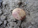 Scleroderma areolatum image