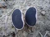 Scleroderma areolatum image