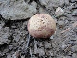 Scleroderma areolatum image
