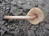 Pluteus flavofuligineus image