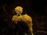 Fuligo septica image