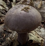 Tylopilus plumbeoviolaceus image