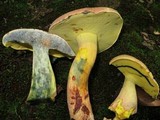 Boletus sensibilis image