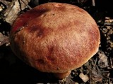 Aureoboletus auriporus image