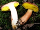 Aureoboletus auriporus image