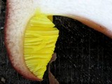 Aureoboletus auriporus image