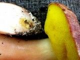 Aureoboletus auriporus image