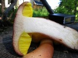 Aureoboletus auriporus image