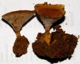 Coltricia cinnamomea image