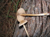 Nolanea strictia image