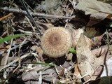 Crinipellis zonata image