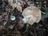 Volvariella murinella image