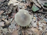 Volvariella murinella image