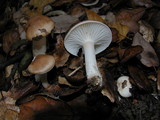 Hygrophorus roseobrunneus image