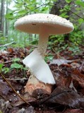 Amanita daucipes image