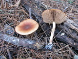 Pholiota lubrica image