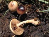 Protostropharia semiglobata image